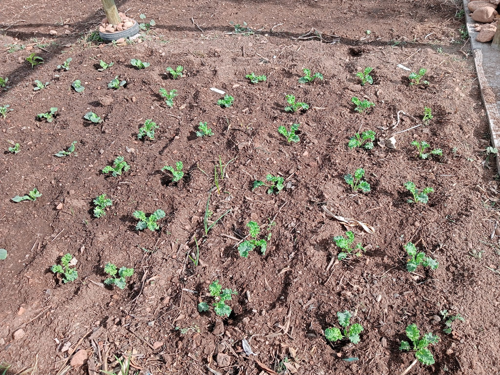 Die ersten Beete sind angelegt