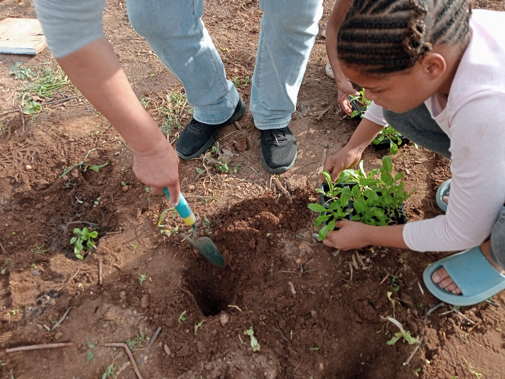 Einsetzen der Pflanzen in den Boden