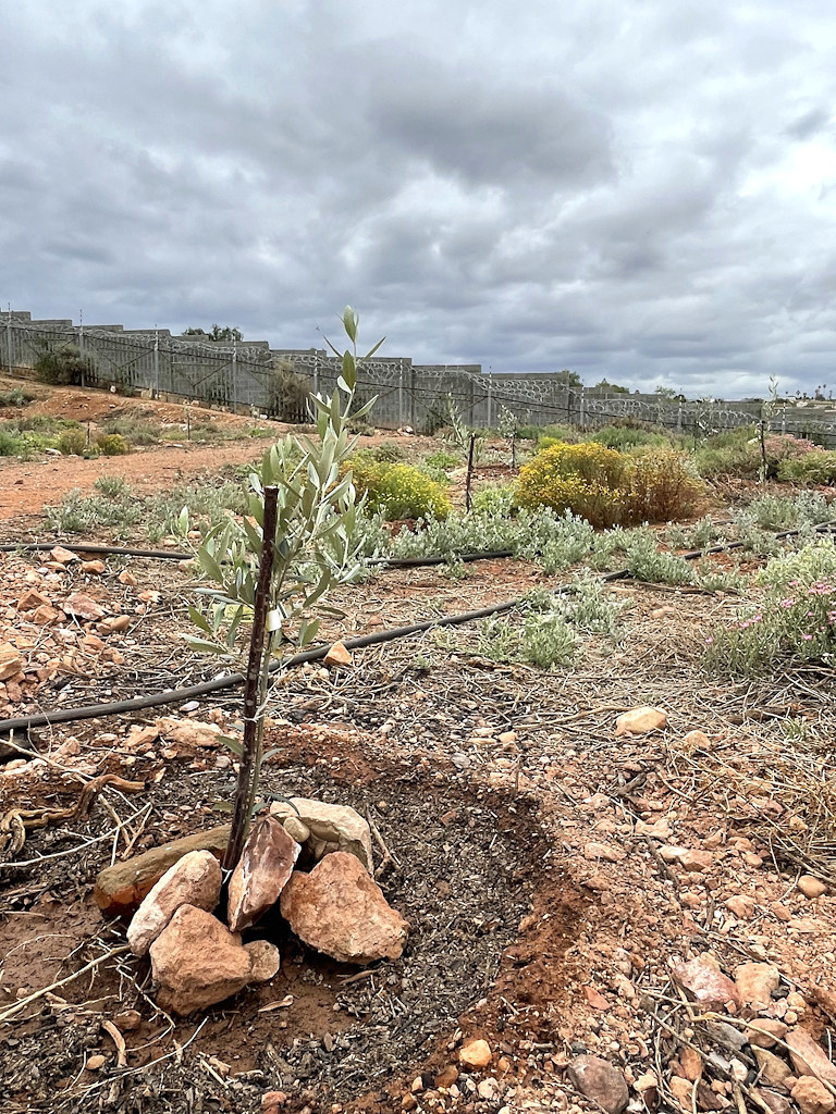 Ein neu gepflanzter Olivenbaum