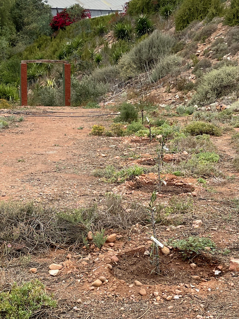 Neu gepflanzte Olivenbäume
