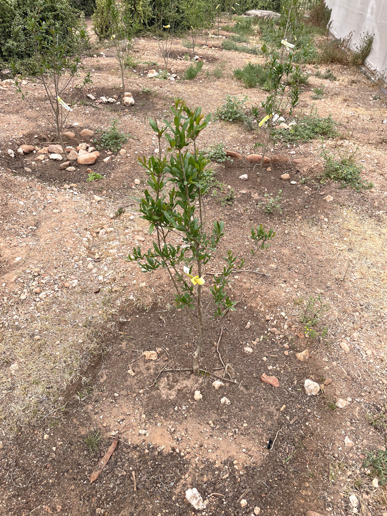 Neu gepflanzte Granatapfelbäume